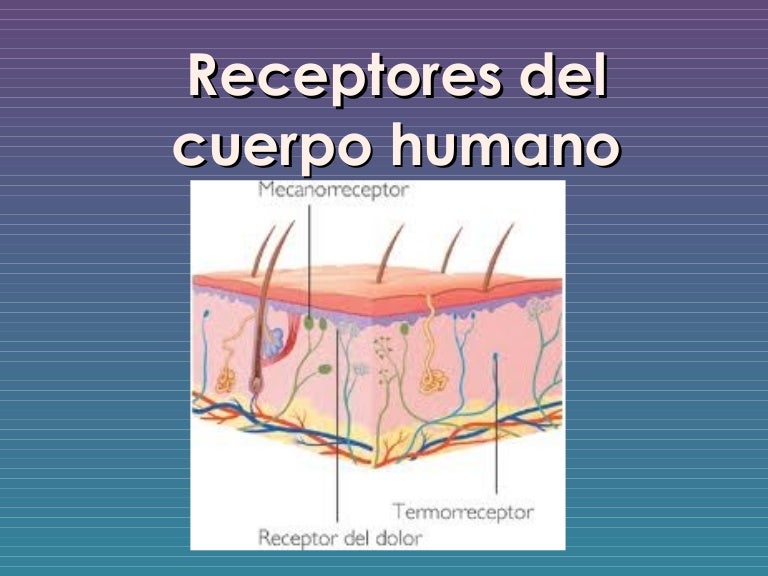 cuales son los principales musculos del cuerpo humano wikipedia cuales son los principales musculos del cuerpo humano wikipedia